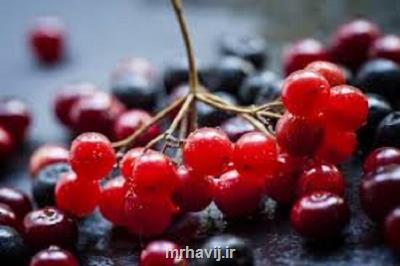 کرنبری از مبتلاشدن به زوال عقل پیشگیری می کند