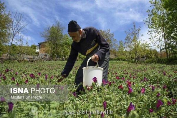 کرونا فرصتی برای توانمندی تولیدکنندگان دارو بود