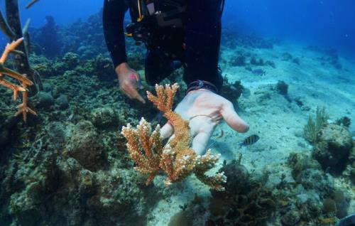 خطر ناپدید شدن ۹۰ درصد از صخره های مرجانی جهان