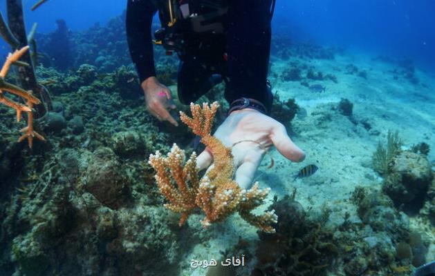خطر ناپدید شدن ۹۰ درصد از صخره های مرجانی جهان