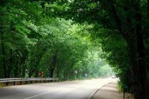 قدر جنگلها را بدانیم