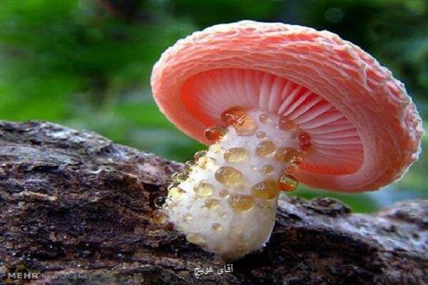قارچ هایی با ظاهری فریبنده، تهدیدی جدی در فصل بهار