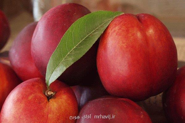 میوه ای بی نظیر برای تقویت کبد و تصفیه خون
