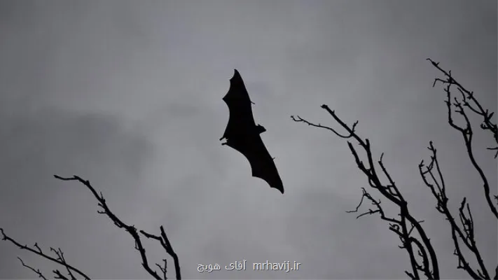 مرگ زنی در بنگلادش بر اثر ویروس نیپا