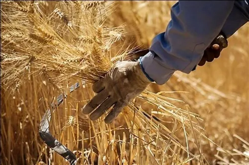اخطار مهم در رابطه با خروج گندم از چرخه خرید تضمینی
