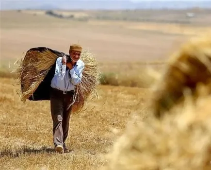 خبر مهم برای گندمکاران درمورد قیمت جدید گندم