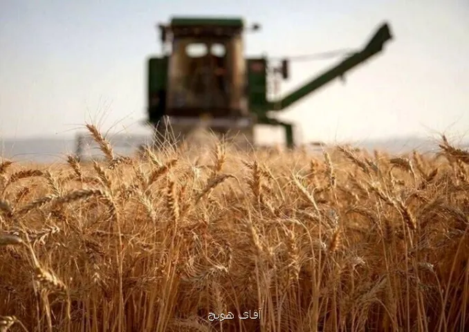 گندم کاران حتما بخوانند