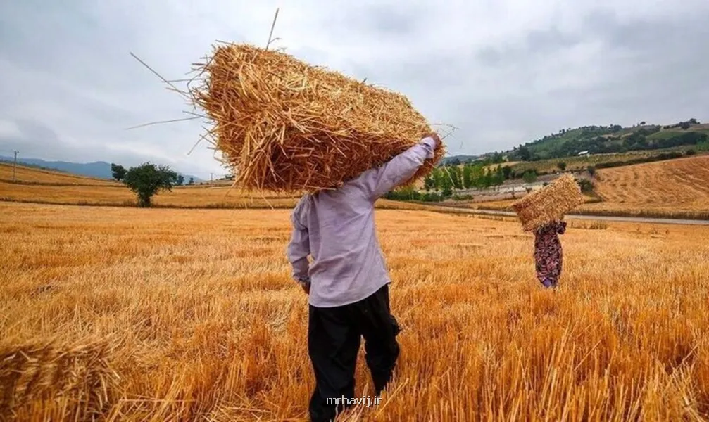 خبر خوش دولت برای گندمکاران