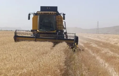 خبر خوش برای گندم کاران